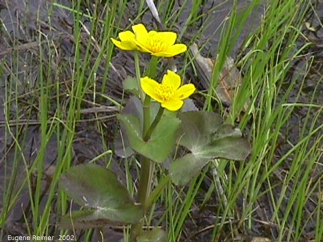 IMG 2002-May25 at Hadashville:  Marsh marigold (Caltha palustris)