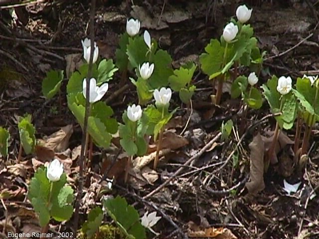 IMG 2002-May25 at Hadashville:  Bloodroot (Sanguinaria canadensis) clump