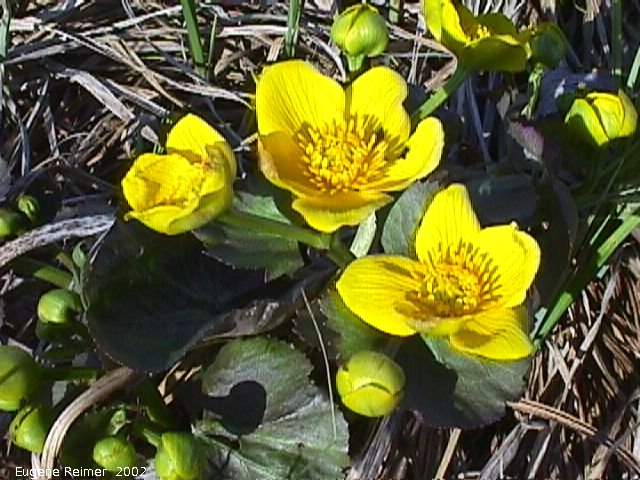 IMG 2002-May26 at near Blumenort:&nbsp; Marsh marigold (Caltha palustris)