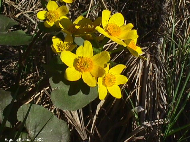 IMG 2002-May26 at near Blumenort:  Marsh marigold (Caltha palustris) plant