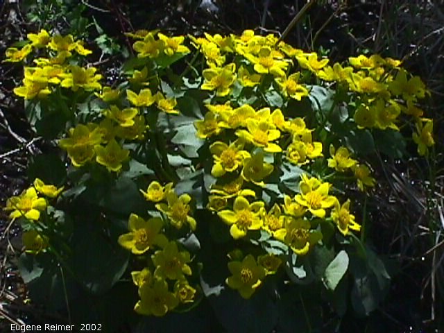 IMG 2002-May26 at near Blumenort:  Marsh marigold (Caltha palustris) clump