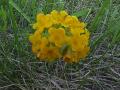 Hoary puccoon=Cowslip: