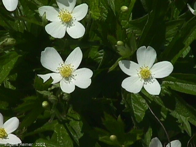 IMG 2002-Jun15 at Williams MN:  Canada anemone (Anemone canadensis) flowers