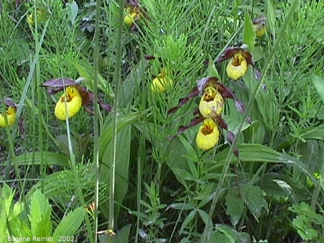 IMG 2002-Jun15 at Williams MN:  Yellow ladyslipper (Cypripedium parviflorum) clump