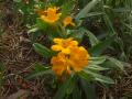 Hoary puccoon=Cowslip: