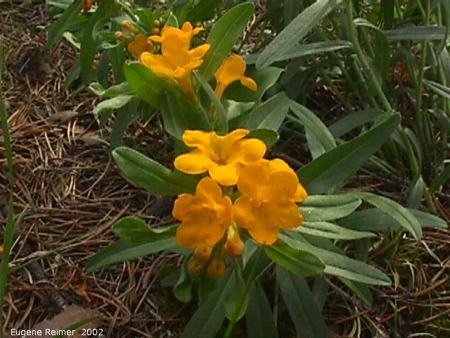 IMG 2002-Jun15 at Williams MN:  Hoary puccoon (Lithospermum canescens)