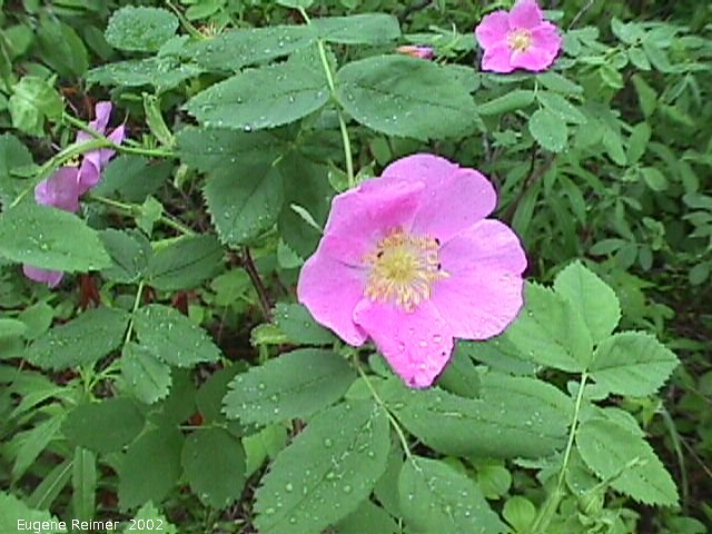 IMG 2002-Jun19 at PTH#15 east of Anola:  Prickly rose (Rosa acicularis) with raindrops