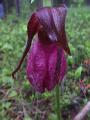 Moccasin ladyslipper=Cypripedium acaule: w-raindrops