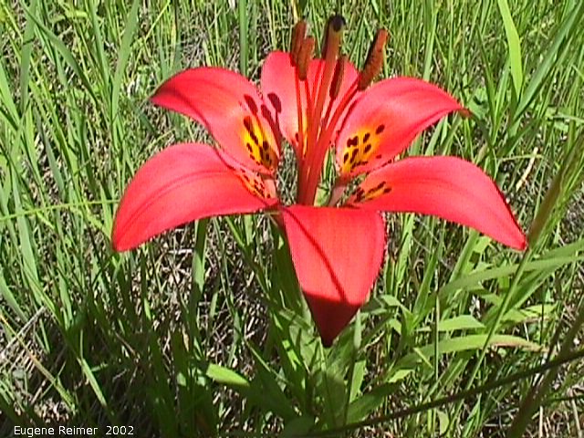 IMG 2002-Jul03 at roadside of PR308:  Wood lily (Lilium philadelphicum) plant
