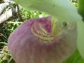 Showy ladyslipper: flower-inside