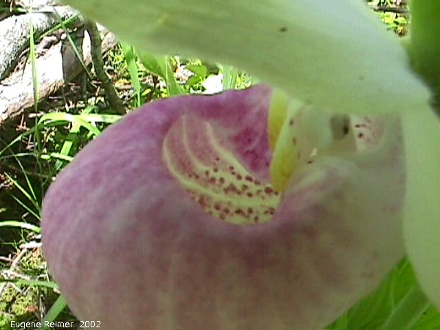 IMG 2002-Jul03 at bog east of PR308:  Showy ladyslipper (Cypripedium reginae) flower-inside