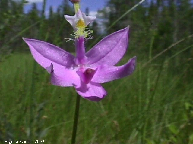 IMG 2002-Jul03 at bog east of PR308:  Grass-pink (Calopogon tuberosus var tuberosus) flower