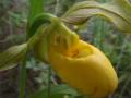 Yellow ladyslipper: