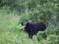 Black bear: