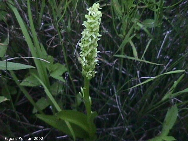 IMG 2002-Jul09 at PTH15 east of Anola:  Green bog-orchid (Platanthera hyperborea/aquilonis/huronensis) plant