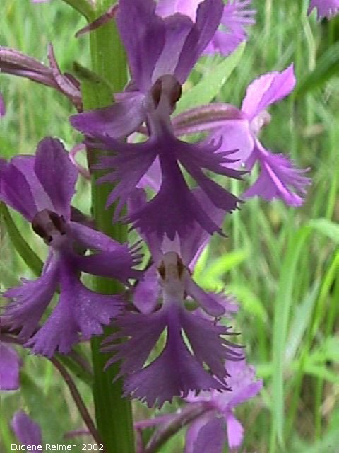 IMG 2002-Jul16 at BuffaloPoint:  Small purple fringed-orchid (Platanthera psycodes) flowers