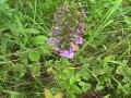 Small purple fringed-orchid: plant