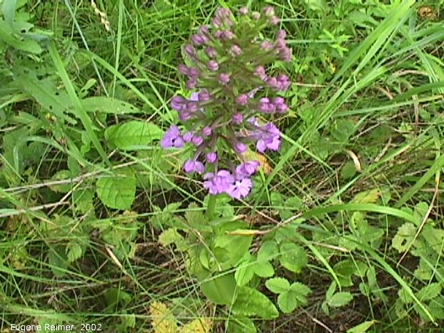 IMG 2002-Jul16 at BuffaloPoint:  Small purple fringed-orchid (Platanthera psycodes) plant