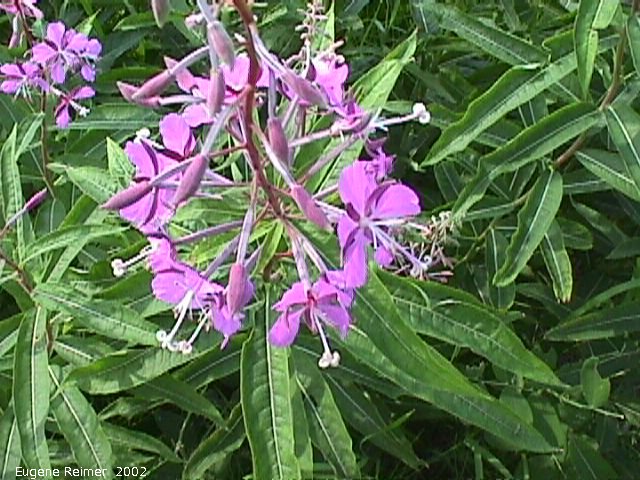 IMG 2002-Jul16 at PTH12 near Vassar:  Fireweed (Epilobium angustifolium) plant