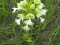 Western prairie fringed-orchid: plant