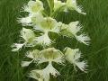 Western prairie fringed-orchid: flowers