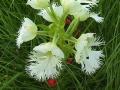 Western prairie fringed-orchid: plant