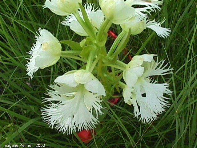 IMG 2002-Jul16 at Tolstoi TGPP:  Western prairie fringed-orchid (Platanthera praeclara) plant