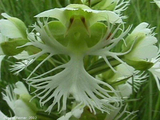 IMG 2002-Jul16 at Tolstoi TGPP:  Western prairie fringed-orchid (Platanthera praeclara) flower