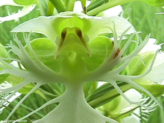 IMG 2002-Jul16 at Tolstoi TGPP:  Western prairie fringed-orchid (Platanthera praeclara) closeup
