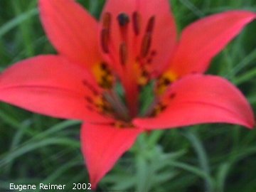 IMG 2002-Jul16 at Tolstoi TGPP:  Wood lily (Lilium philadelphicum) (bad-focus)