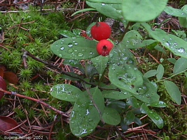 IMG 2002-Jul20 at BelairPF:  Bearberry=Kinnikinnick (Arctostaphylos uva-ursi)