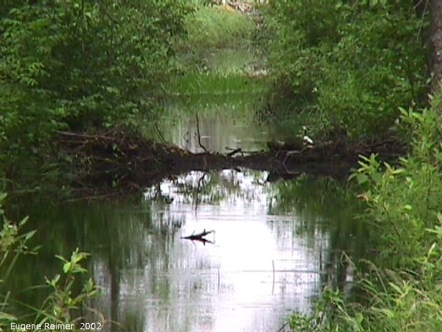 IMG 2002-Jul20 at near Beaconia:  bird-on-beaverdam zoom