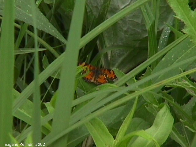 IMG 2002-Jul20 at near Beaconia:  Butterfly (Lepidoptera sp)
