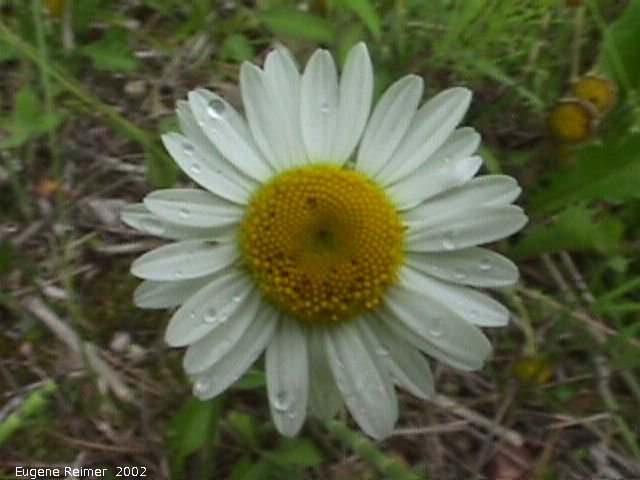IMG 2002-Jul20 at near Beaconia:  Ox-eye daisy (Leucanthemum vulgare)
