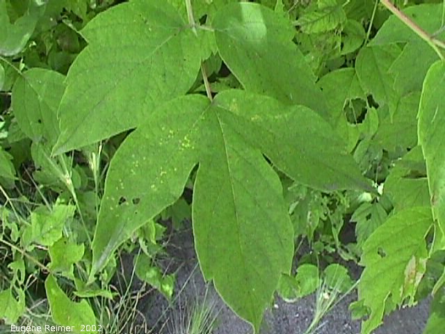 IMG 2002-Jul22 at Winnipeg:  Manitoba maple (Acer negundo) leaf