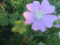 Purple mallow=Malva sylvestris: flower