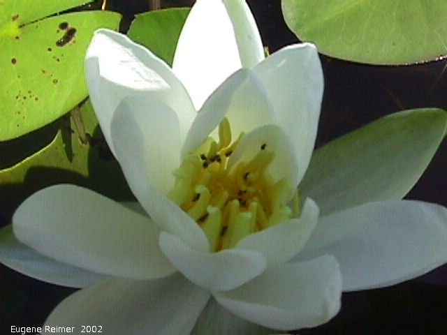 IMG 2002-Jul29 at near FalconLake:  White water-lily (Nymphaea odorata) closeup