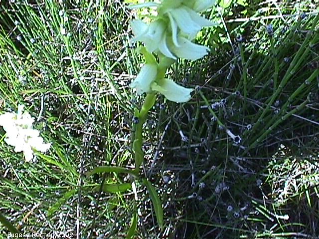 IMG 2002-Jul29 at near Wye:  Hooded ladies-tresses (Spiranthes romanzoffiana) plant
