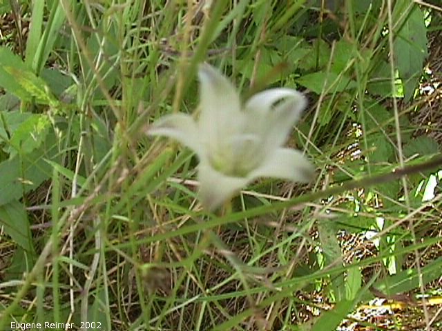 IMG 2002-Jul29 at near Whitemouth along MossSpurRoad:  Marsh bellflower (Campanula aparinoides)