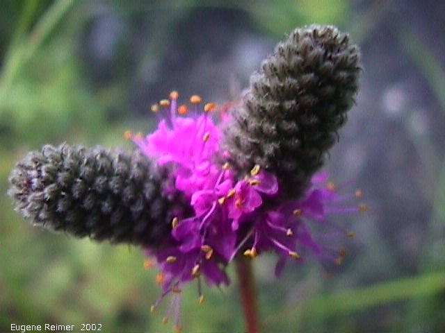 IMG 2002-Aug02 at Winnipeg:  Purple prairie-clover (Dalea purpurea) twin-flower