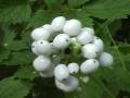 Baneberry-white: foliage