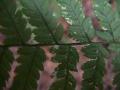 Dryopteris fern#1: closeup