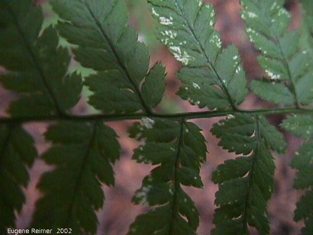 IMG 2002-Aug15 at Bedford:  Wood fern (Dryopteris sp) #1 closeup