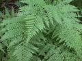 Dryopteris fern#2: