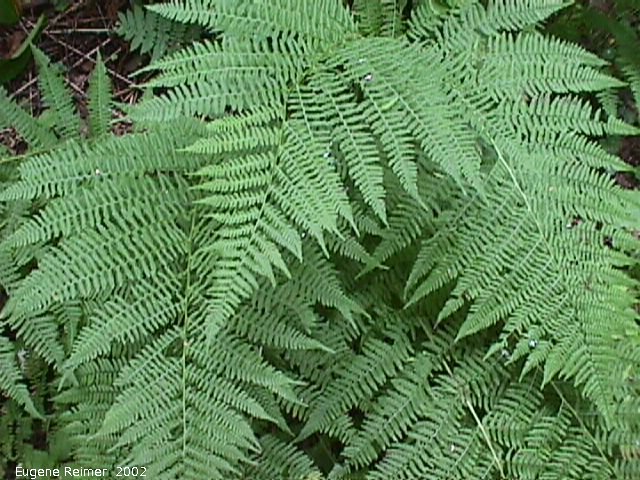 IMG 2002-Aug15 at Bedford:  Wood fern (Dryopteris sp) #2