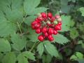 Baneberry-red: