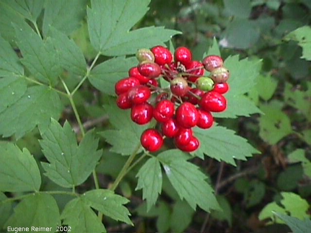 IMG 2002-Aug15 at Bedford:  Red baneberry (Actaea rubra)