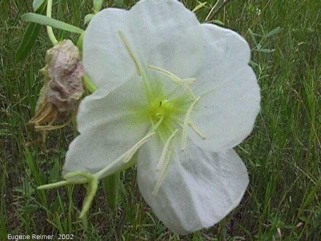 IMG 2002-Aug15 at Bedford:  White evening-primrose (Oenothera nuttallii) flower