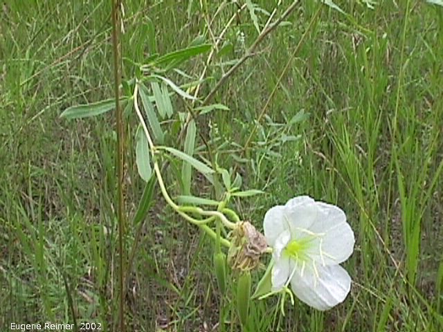 IMG 2002-Aug15 at Bedford:  White evening-primrose (Oenothera nuttallii) plant