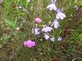 Kalms lobelia+Gerardia, slenderleaved=Agalinis tenuifolia: